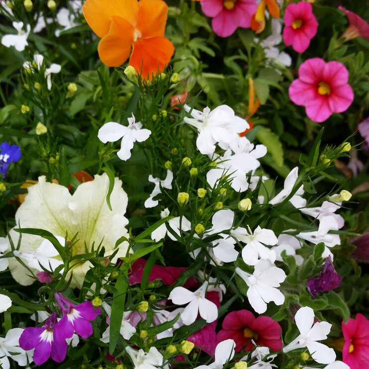 Trailing Lobelia