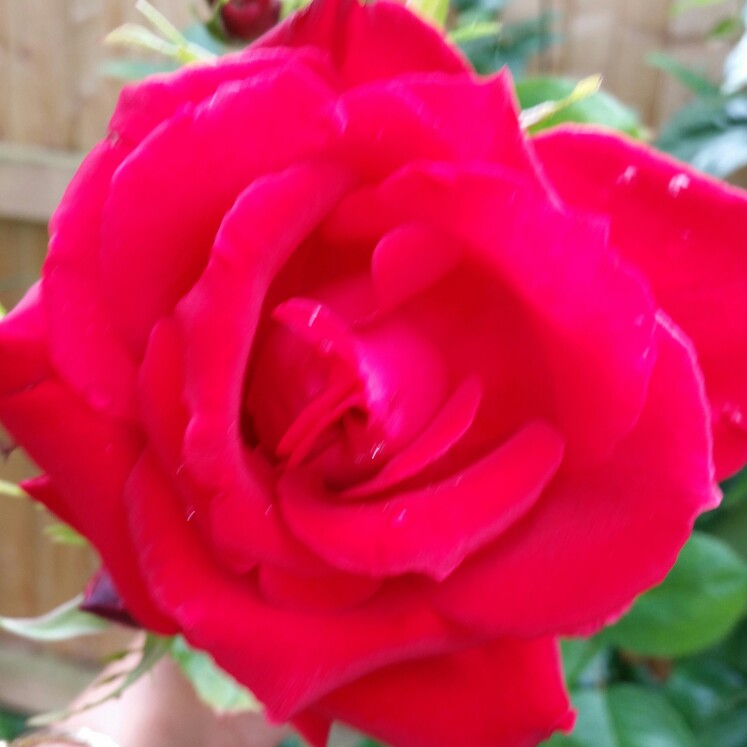 Plant image Rosa 'The Prince's Trust Harholding'