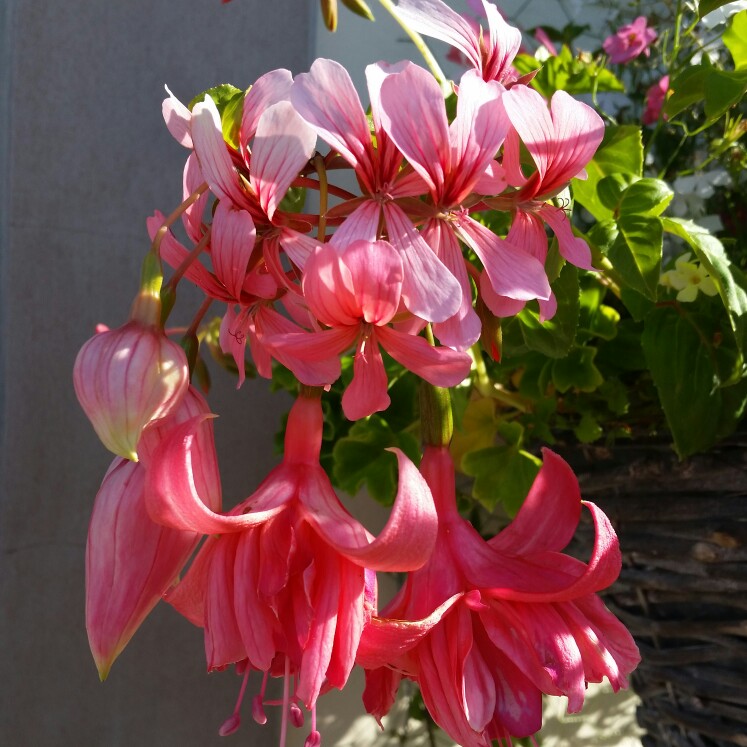 Fuchsia (Half-Hardy)