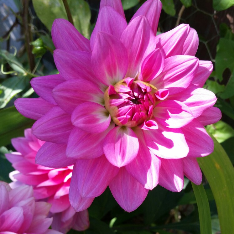 Bedding Dahlia