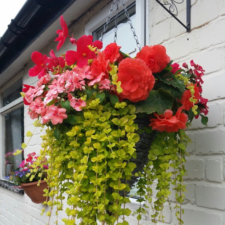Donna's garden