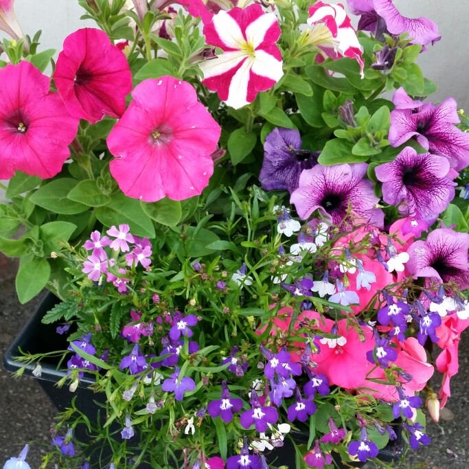 Donna's garden