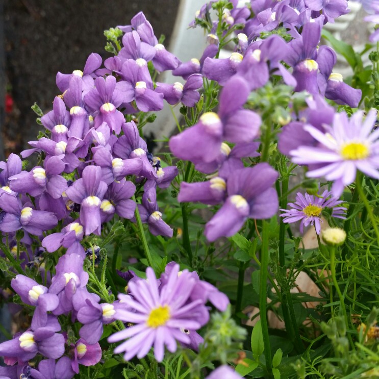Nemesia 'KLM'