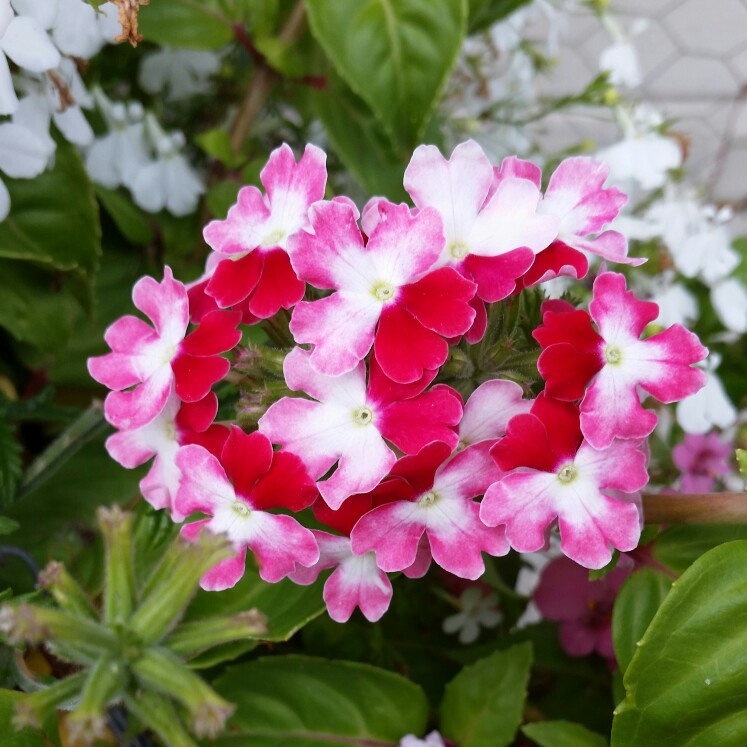 Verbena 'Twister Pink'