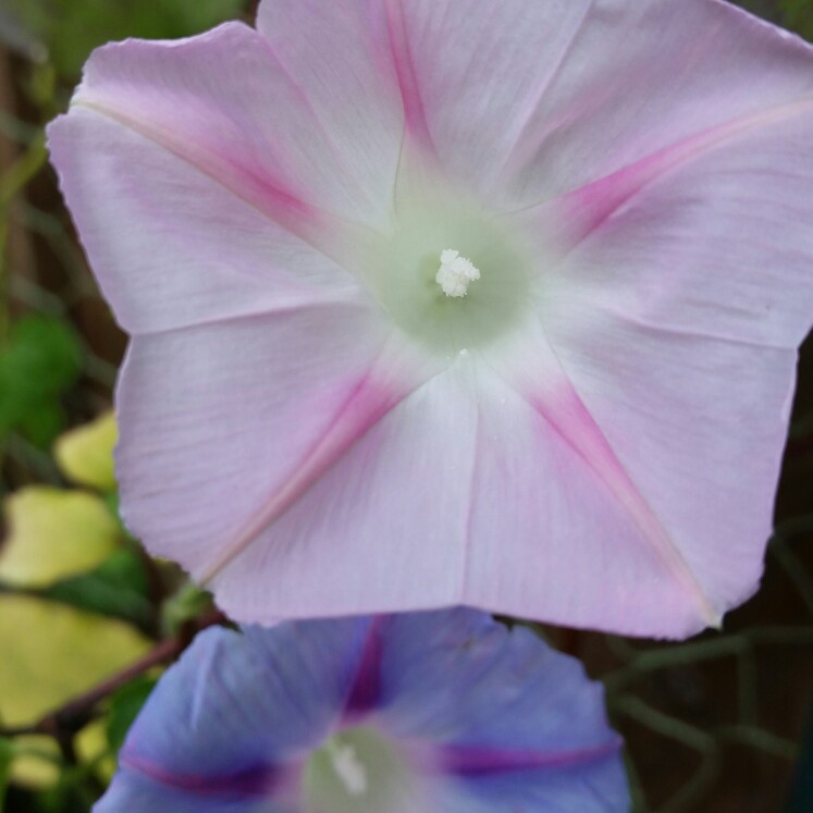Blue Morning glory