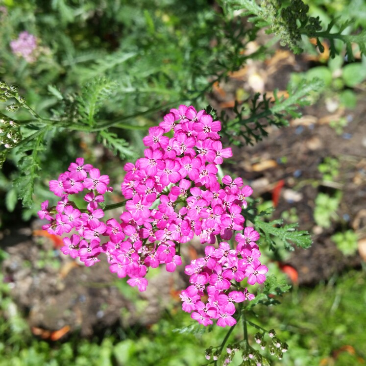 Plant image Achillea millefolium