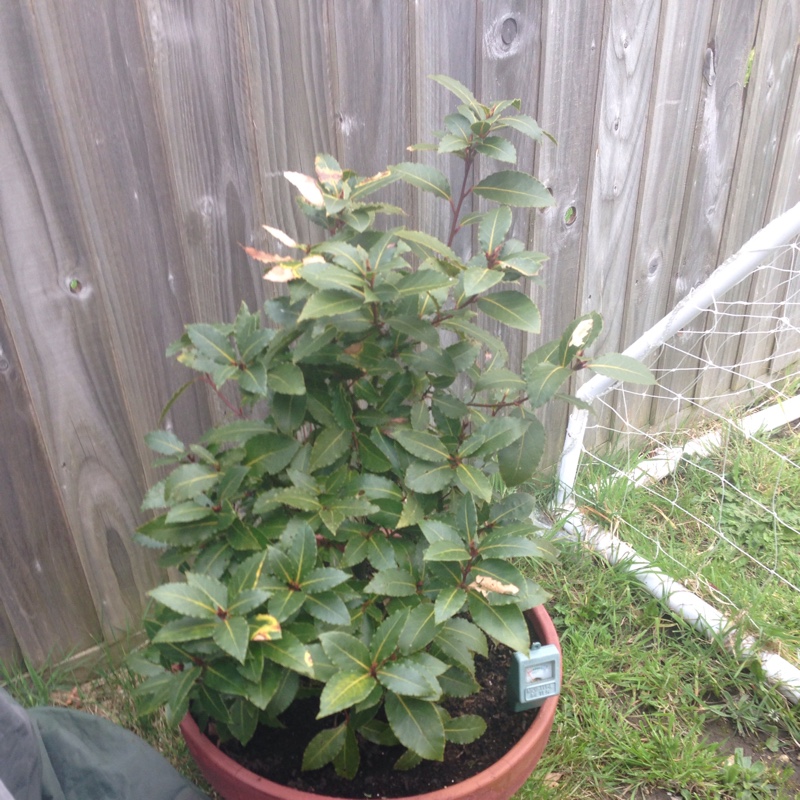 Carol-Anne's garden