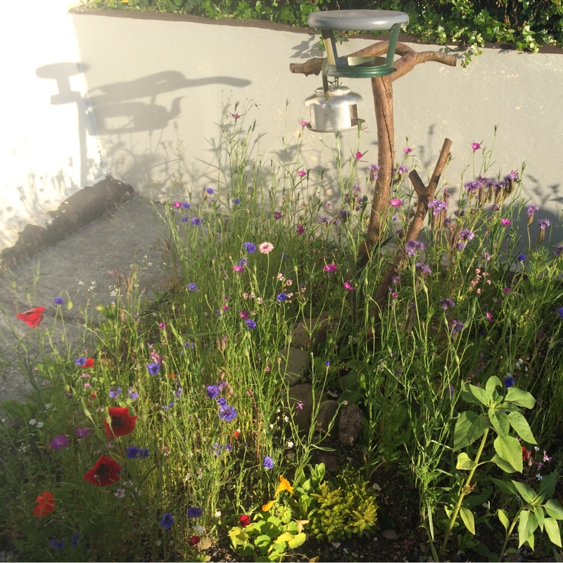 Jude's garden