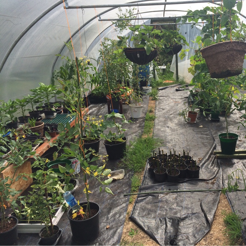 Jude's garden