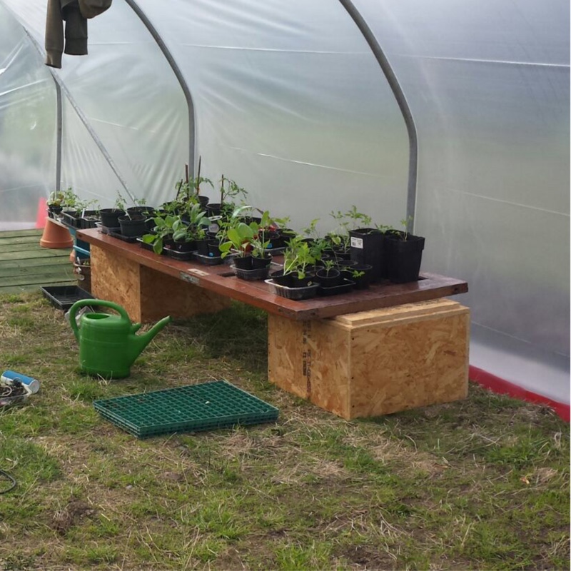 Jude's garden