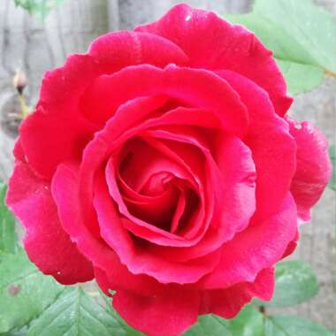 Rose 'Paul's Scarlet'