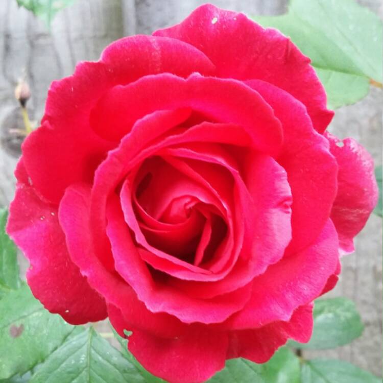 plant image 444780