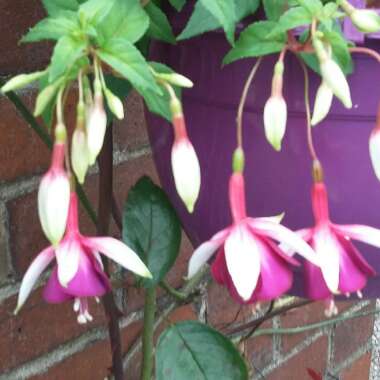 Fuchsia 'Britney'