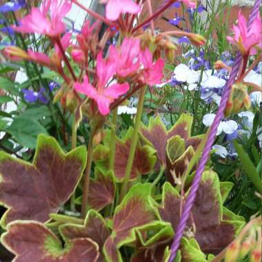 Fran's garden