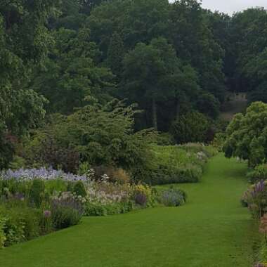 Fran's garden