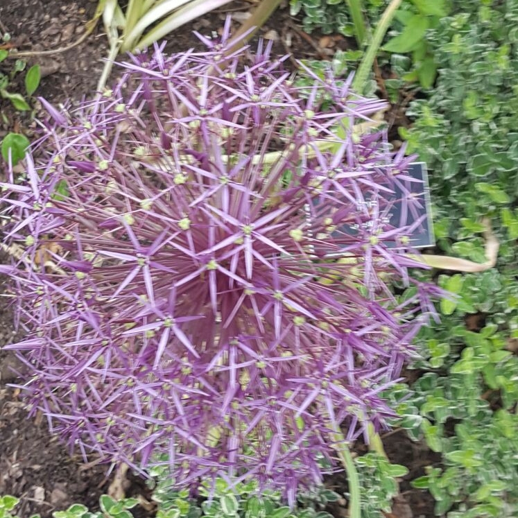 plant image 461937