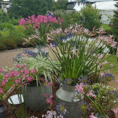 Fran's garden