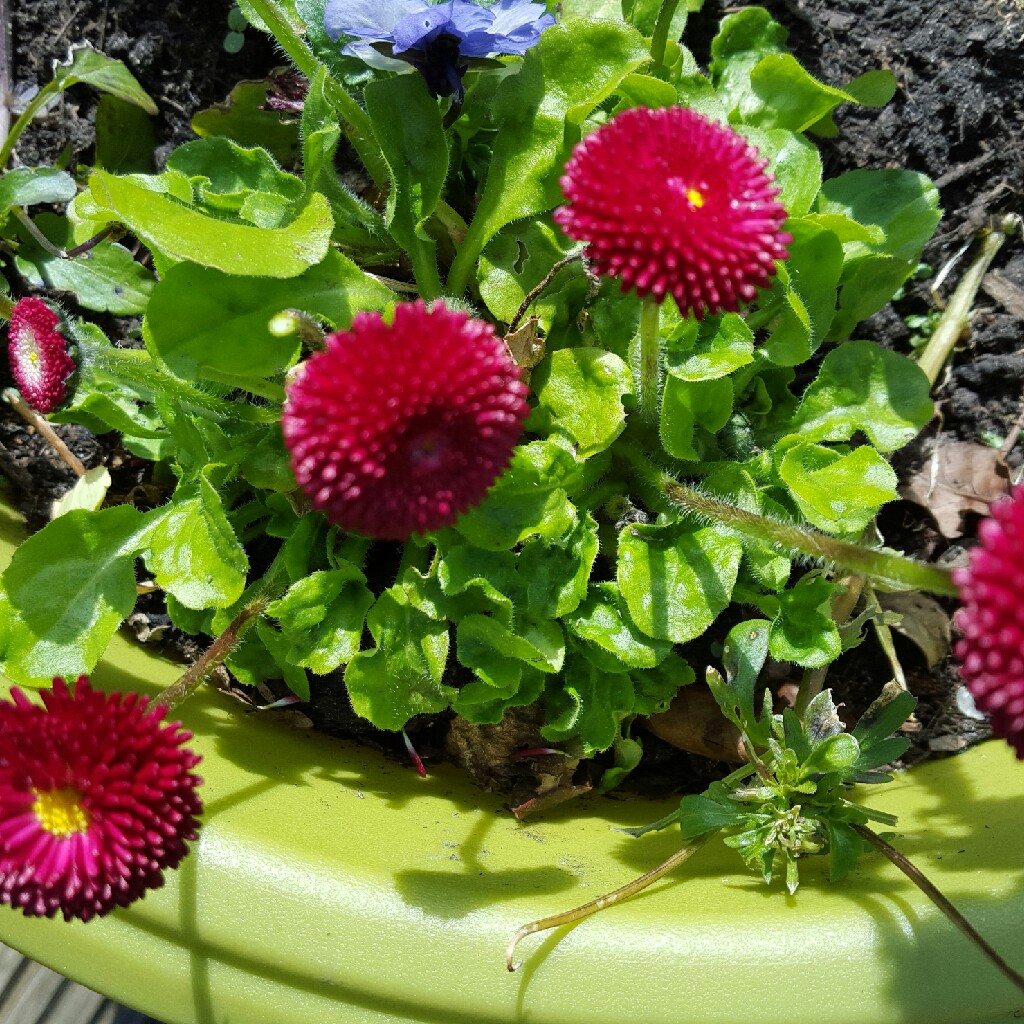 Plant image Bellis Perennis 'Romi Red'