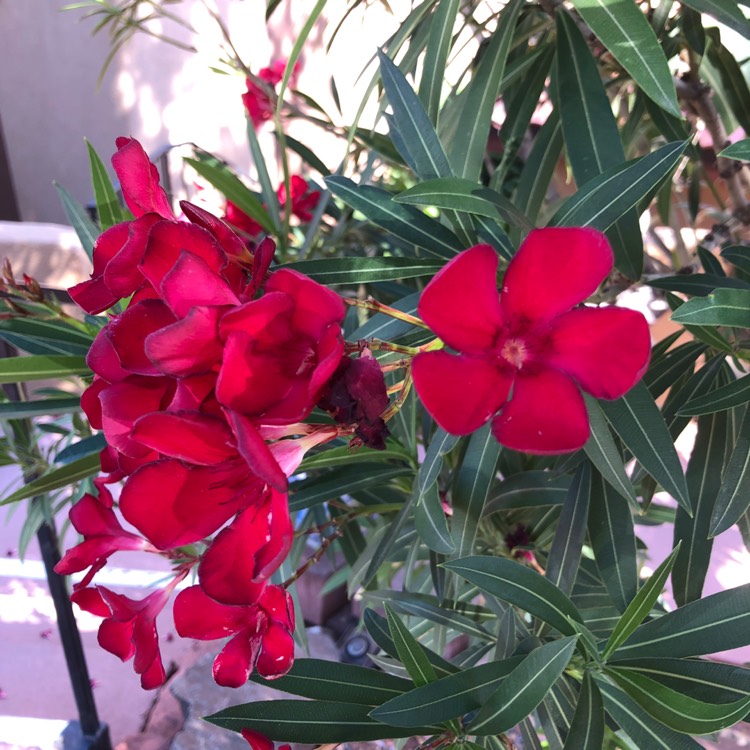plant image 1328528 plant image 1328528