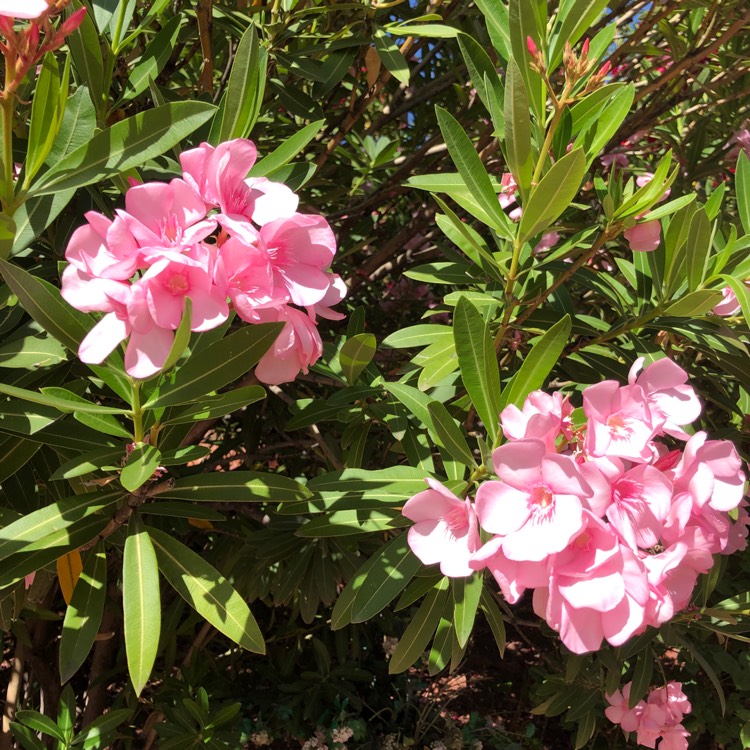 plant image 1328530 plant image 1328530