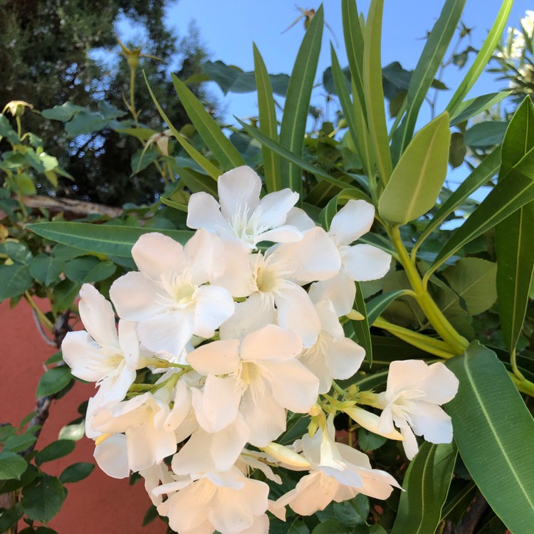 plant image 1328533 plant image 1328533