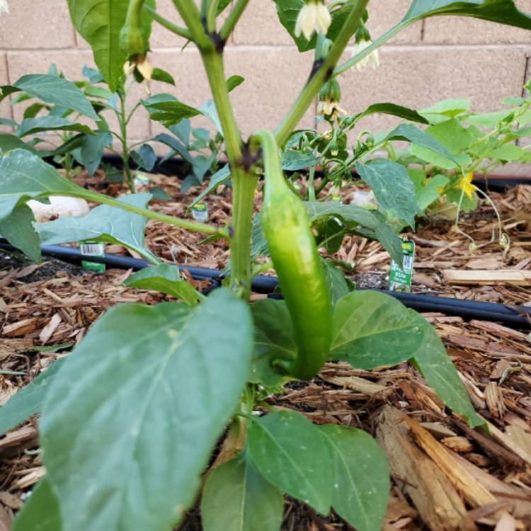 plant image 1007090