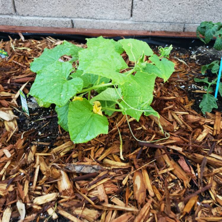 Plant image Cucumis sativus 'Boston Pickling'