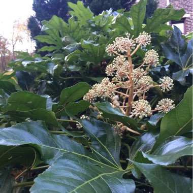 Japanese Aralia