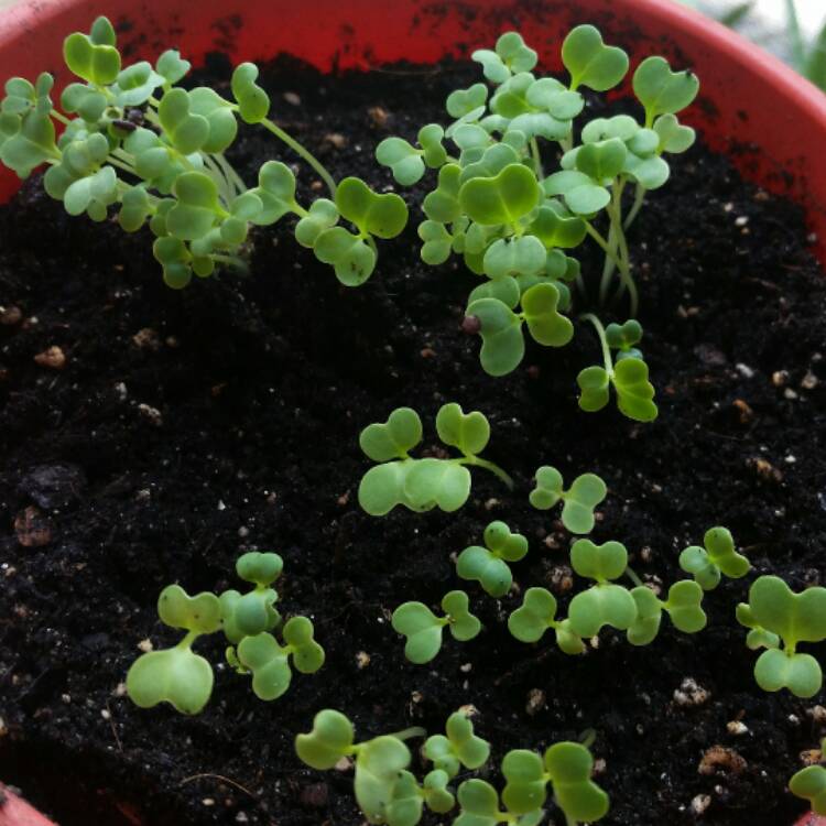 Plant image Brassica Rapa var Chinensis