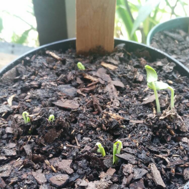 Plant image Cucumis sativus 'Green Fingers'