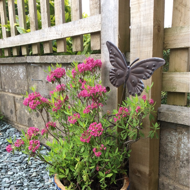 Kalmia latifolia