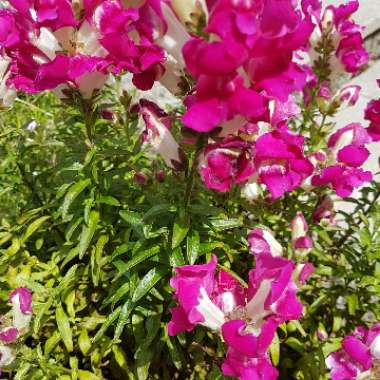 Linda's garden