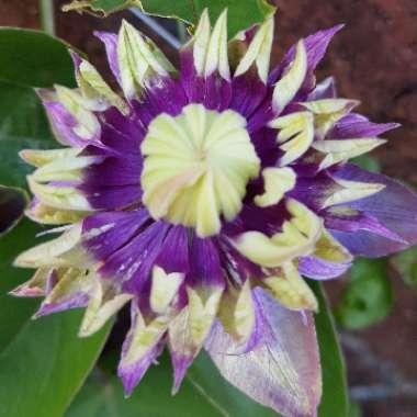 Linda's garden