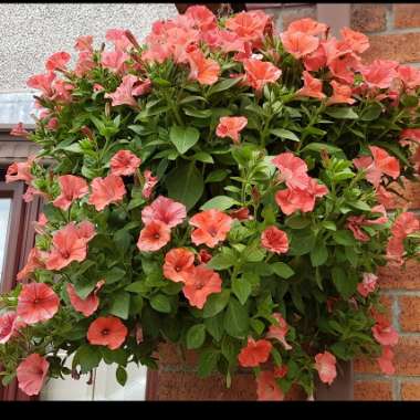 Linda's garden