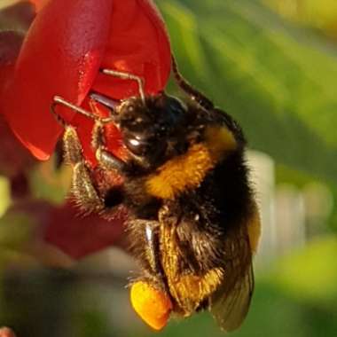 Linda's garden