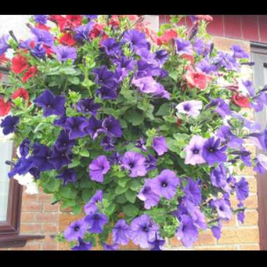 Linda's garden