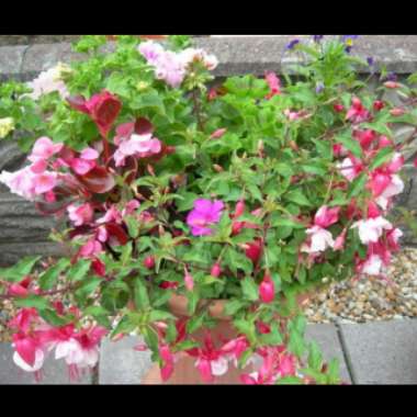 Linda's garden