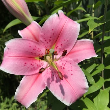 Martin's garden