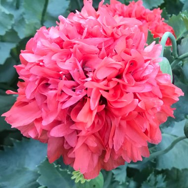 Martin's garden