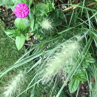 Martin's garden