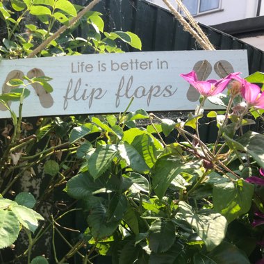 Martin's garden