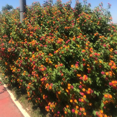 Martin's garden
