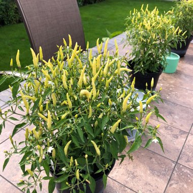 Martin's garden