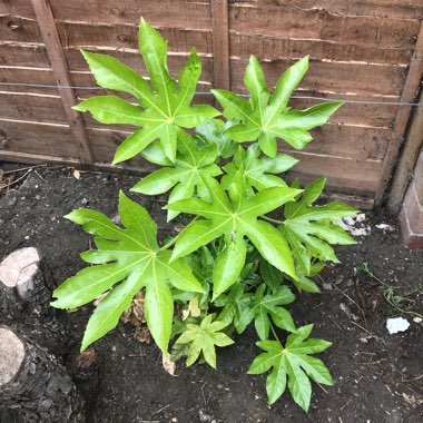Castor Oil Plant