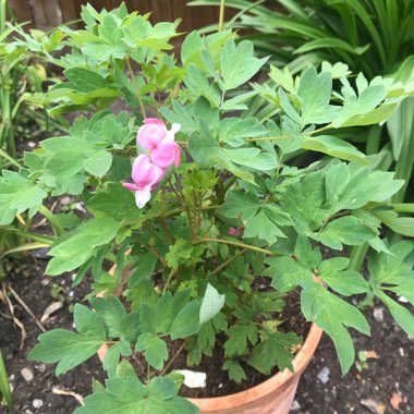 Bleeding heart 'Bacchanal