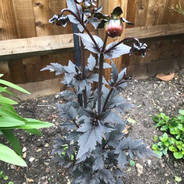 Hannah's garden