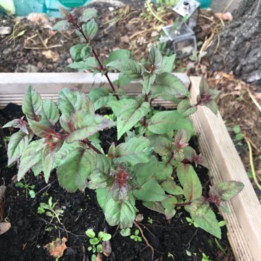 Fuchsia 'Aretillo'