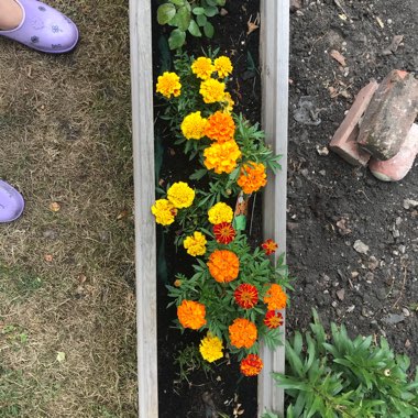 Marigold