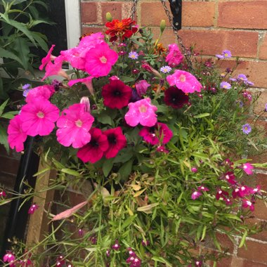 Hannah's garden
