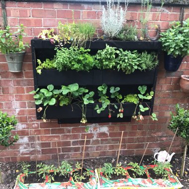 Hannah's garden